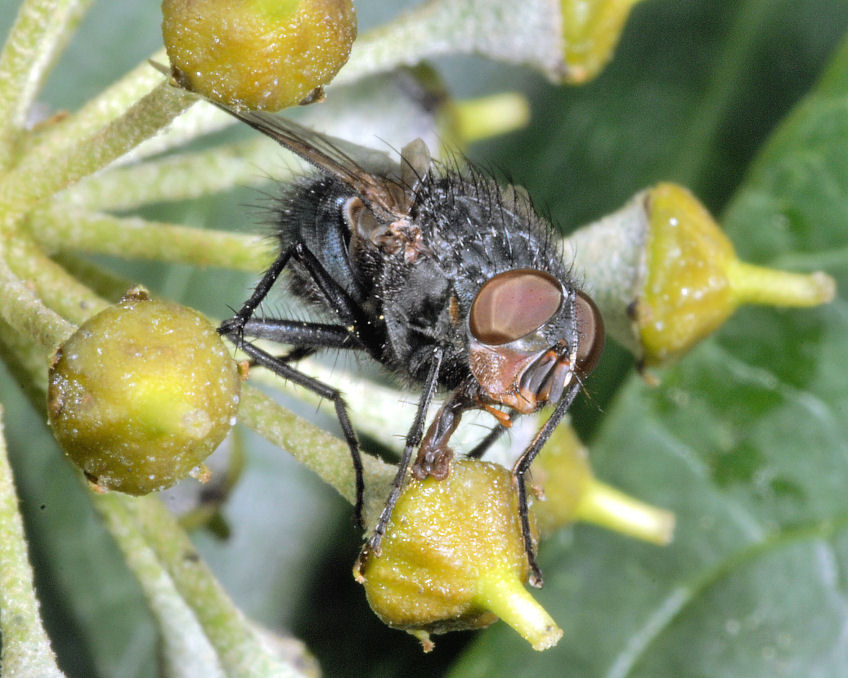 Immagini di macrofotografia